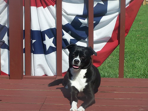 MES NACIONAL DE PREPARACIÓN: Como prepararse para una evacuación, si tienes animales