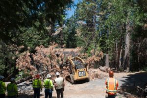 Cal O E S and other agencies commence tree removal project