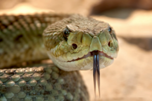 Rattlesnake Stock Photo