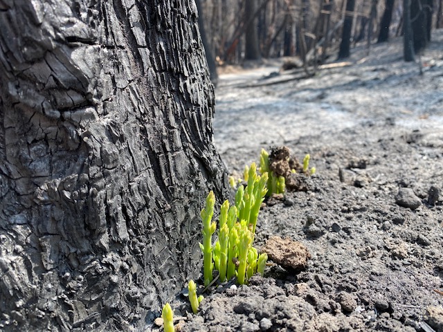 Big Basin Redwoods State Park Begins Recovery After CZU Lightning Fire