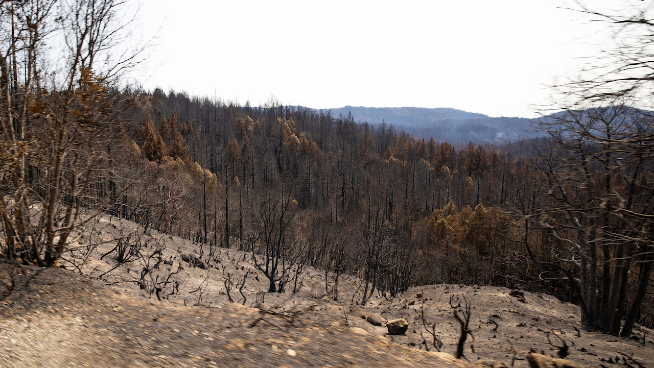 Podcast #78: CZU Torches Big Basin Redwoods, We Will Make Memories Here Again