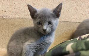 grey kitten