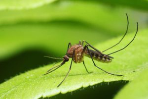 Mosquito on a green leaf