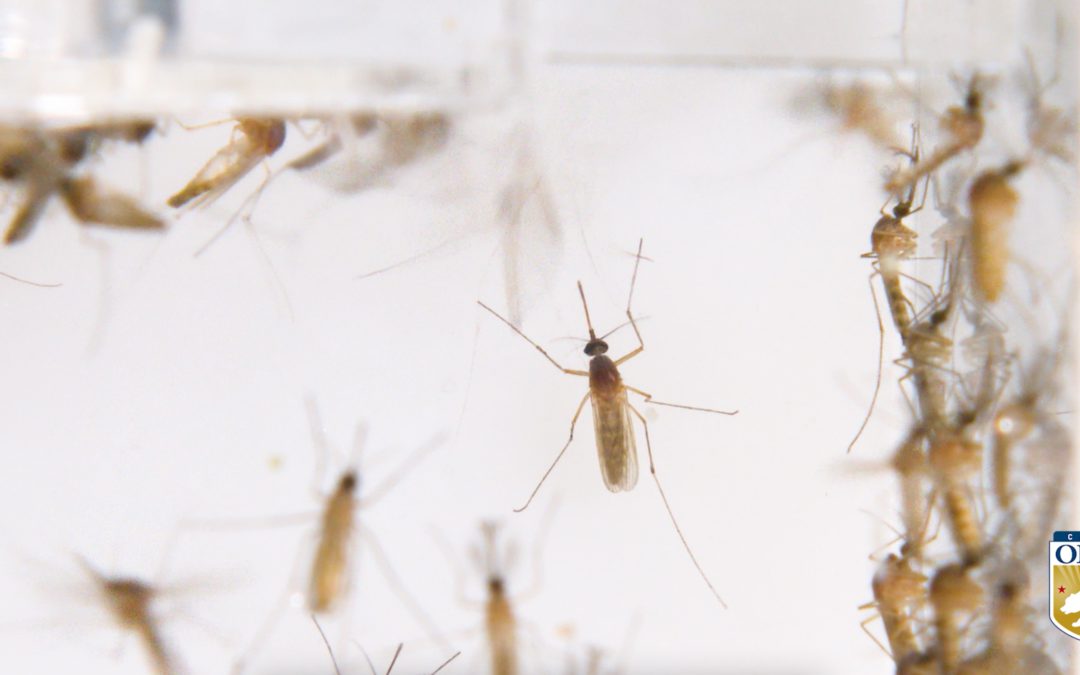 Mosquito Season is Here, Try These Safety Tips to Prevent Disease Transmission