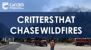 Image of fires crews putting out wildfires. Blue box overlay with white text that reads "Critter that chase wildfires" and the Cal O E S logo in the top left corner