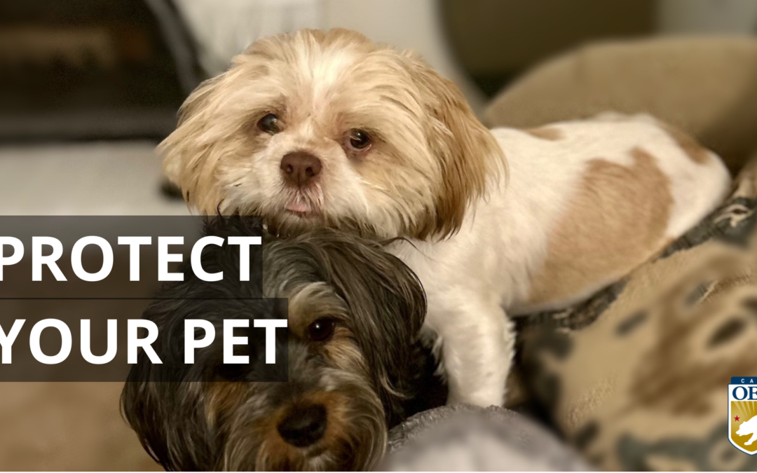 Don’t Forget to Protect Your Furry Family Members as Hurricane Hilary Approaches