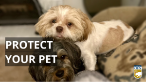image of two dogs and text reads Protect Your Pet. Cal O E S logo is in bottom right corner