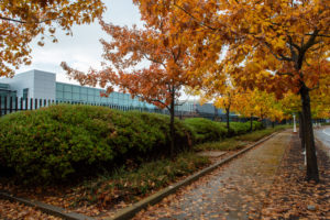 Fall colors on leaves at HQ