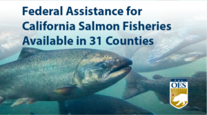 A photo of Chinook Salmon swimming with blue text reading "Federal Assistance for California Salmon Fisheries Available in 32 Counties." A Cal O E S logo is in the bottom right