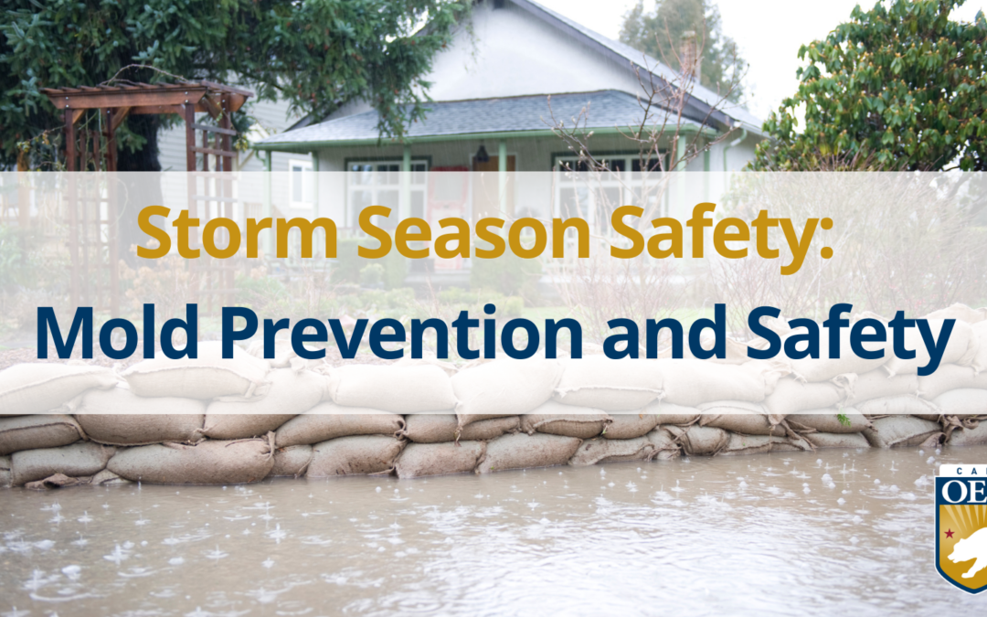 Storm Season Safety:  Mold Prevention and Safety 
