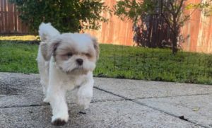 small white dog stepping outside.