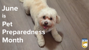 picture of a white dog and the words: June is Pet Preparedness Month.
