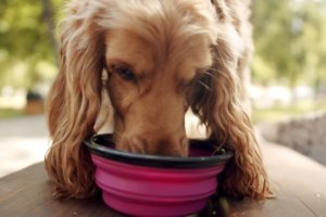 The California Governor’s Office of Emergency Services (Cal OES) reminds everyone: protect your pets from overheating.