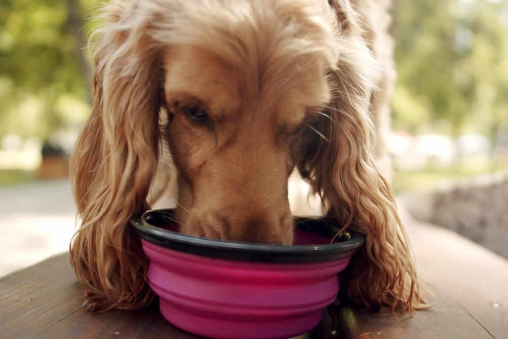 Keep Your Fur Babies Safe from High Heat This Summer