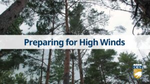 Image of tall trees in forest with the text "preparing for high winds" overlayed.